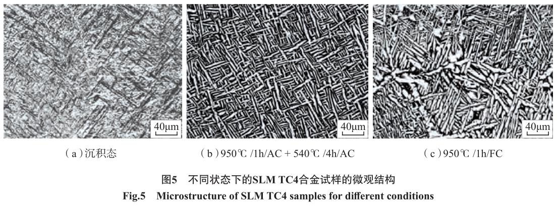 1692456194517003.jpg t5.jpg